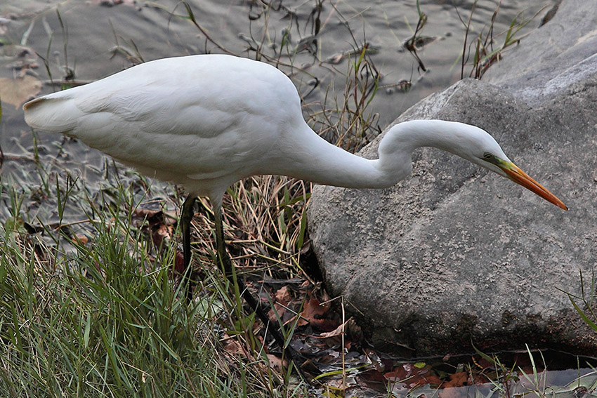 Airone b. m. vicino vicino